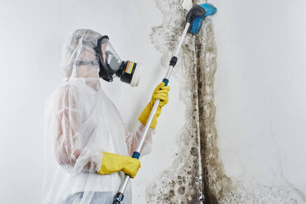 Reliable Prosper, TX Mold Removal Solutions