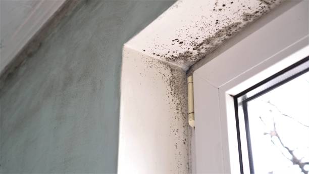 Best Fast Mold Removal  in Prosper, TX